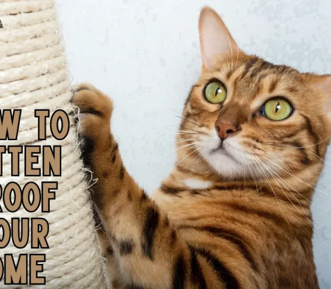 How To Kitten Proof Your Home With Care – 15 Essential Tips