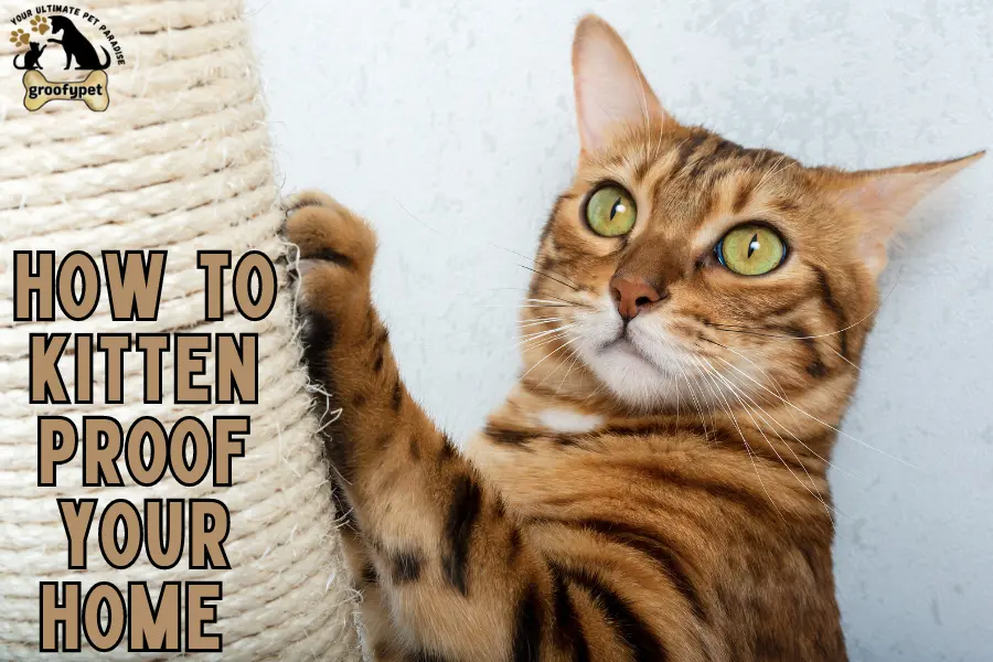 how to kitten proof your home