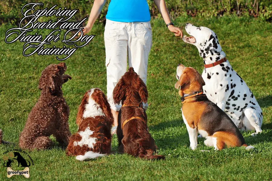 what is board and train for dogs