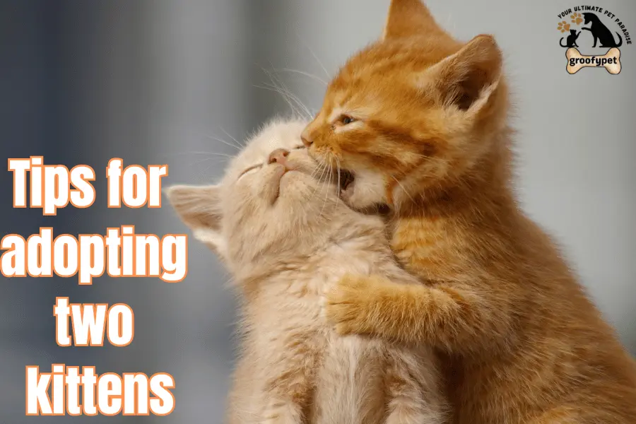 should i get two kittens or one