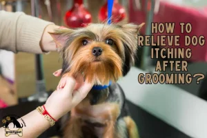 how to relieve dog itching after grooming