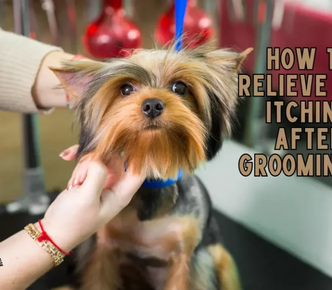 How To Relieve Dog Itching After Grooming? Natural Remedies!