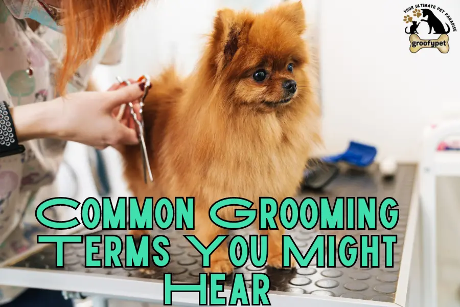 dog grooming terms
