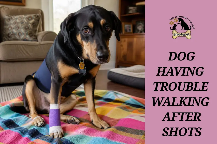 Dog Having Trouble Walking After Shots
