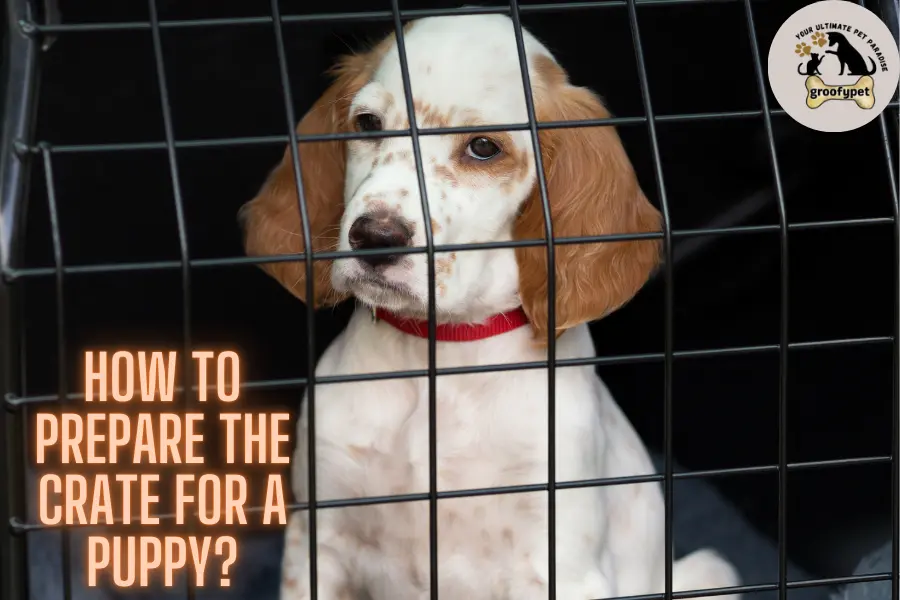 What to put inside a puppy crate