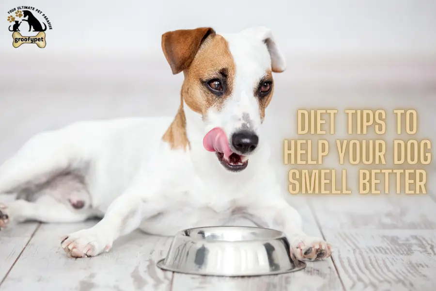 how to keep my dog smelling good between baths