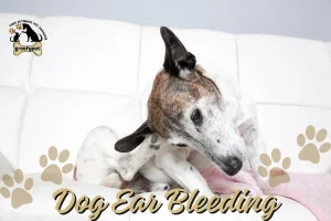 Dog ear bleeding