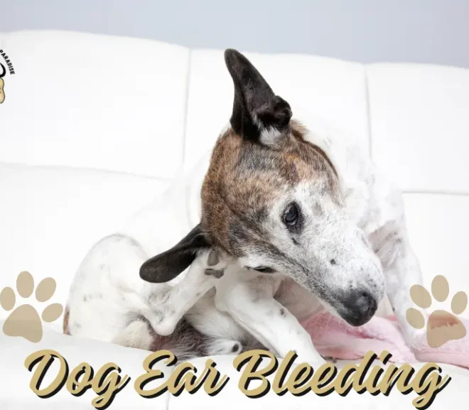 Stop Worry: Dog Ear Bleeding Here the Quick Solution!