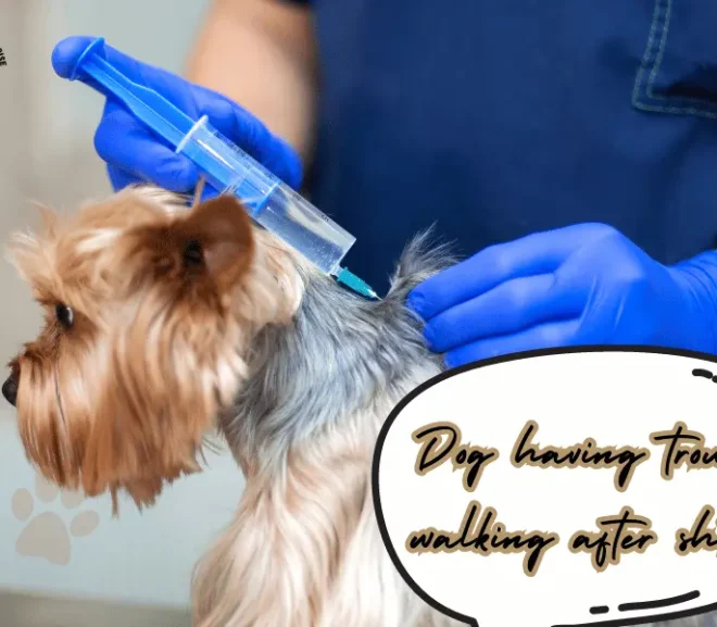 Dog Having Trouble Walking After Shots: Heartbreaking and Alarming!