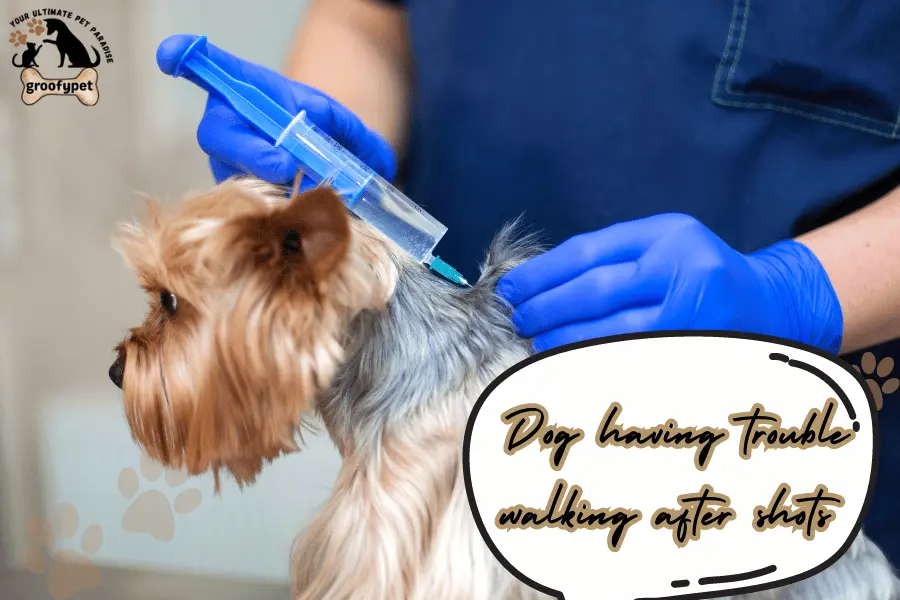 dog having trouble walking after shots