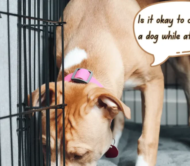Is it okay to crate a dog while at work: Smart or Stressful!