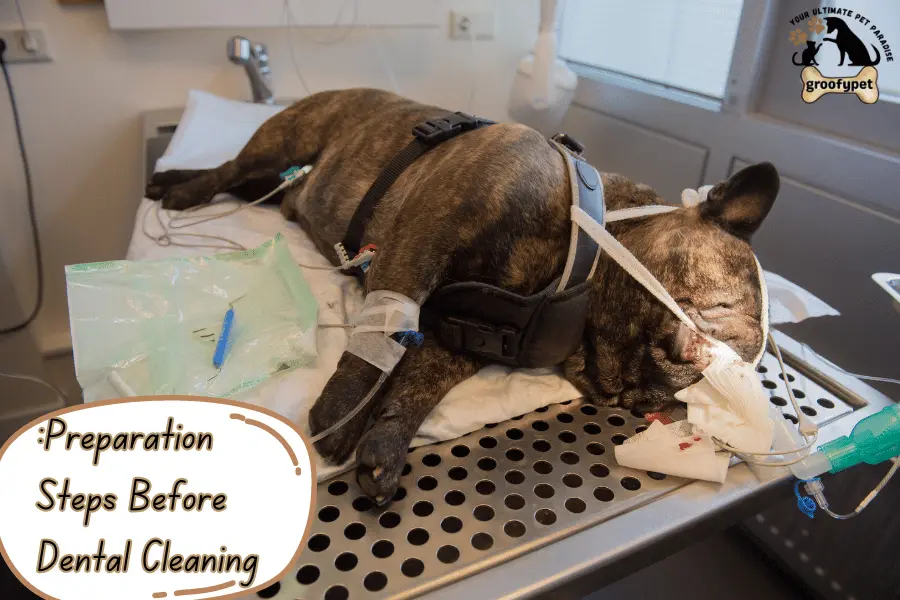 dog dental cleaning before and after