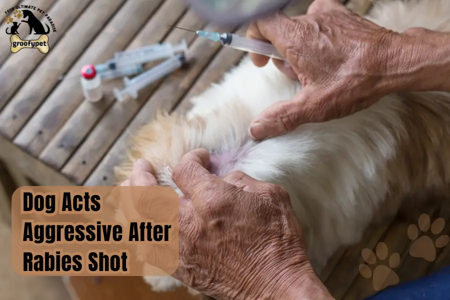 dog aggressive after rabies shot