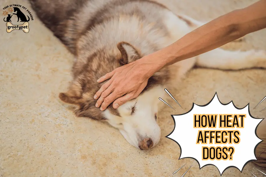 dog heat stroke tongue