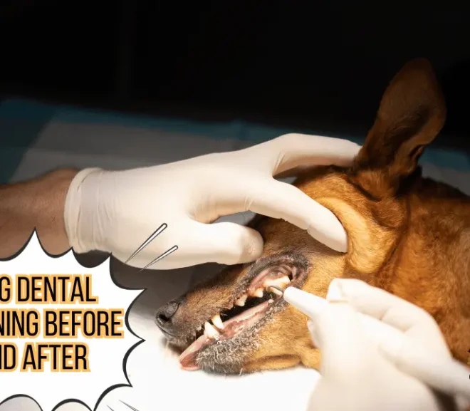 Essential Tips and Precautions: Dog Dental Cleaning Before And After!