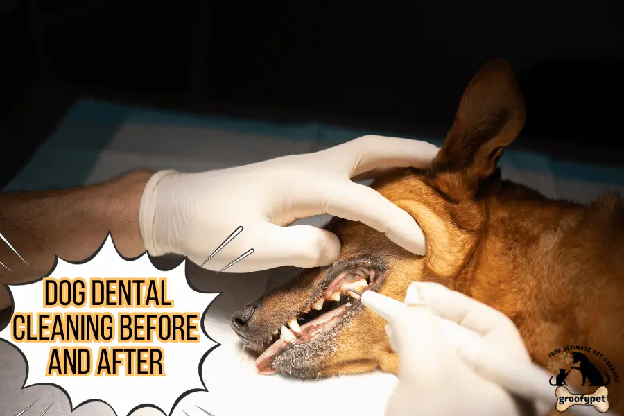dog dental cleaning before and after