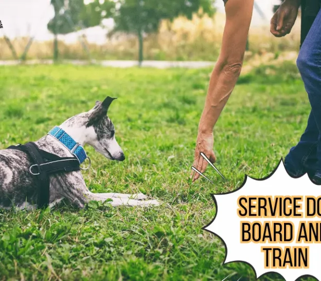 Service Dog Board And Train That Builds Strong Bond!