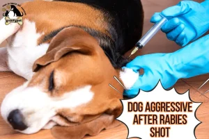 dog aggressive after rabies shot