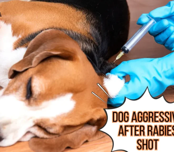 Dog Aggressive After Rabies Shot: Signs, Causes and Tips
