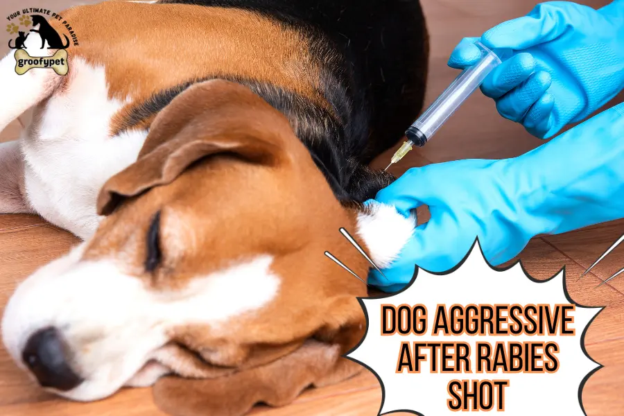 dog aggressive after rabies shot