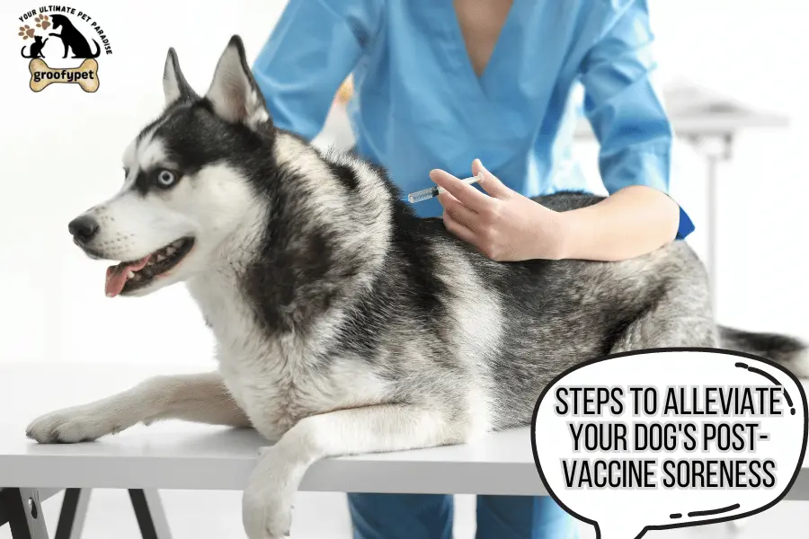 dog having trouble walking after shots