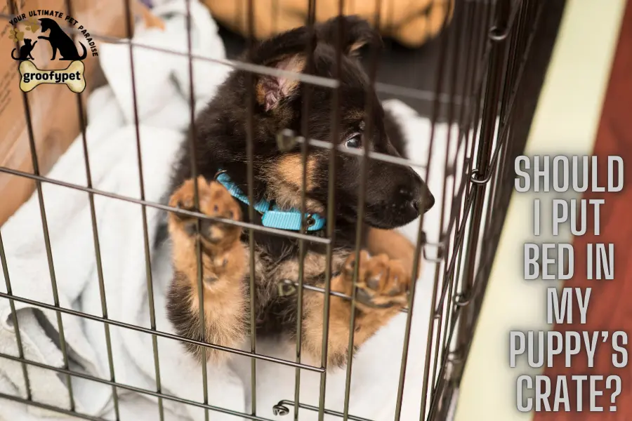 what to put inside a puppy crate
