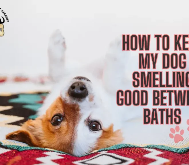 Powerful Tips How To keep My Dog Smelling Good Between Baths