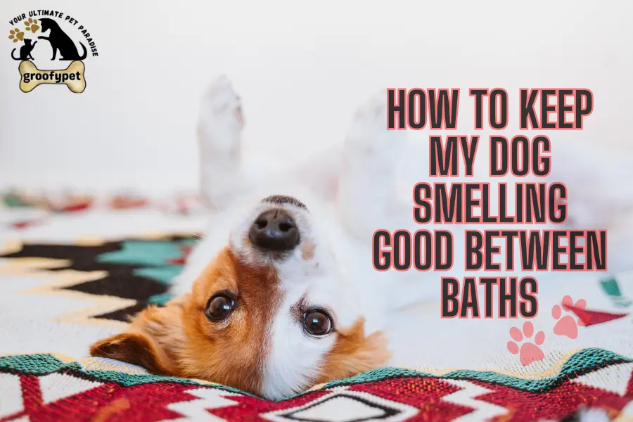 how to keep my dog smelling good between baths