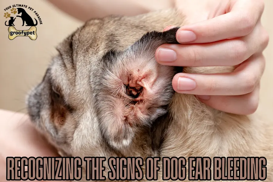  Dog Ear Bleeding