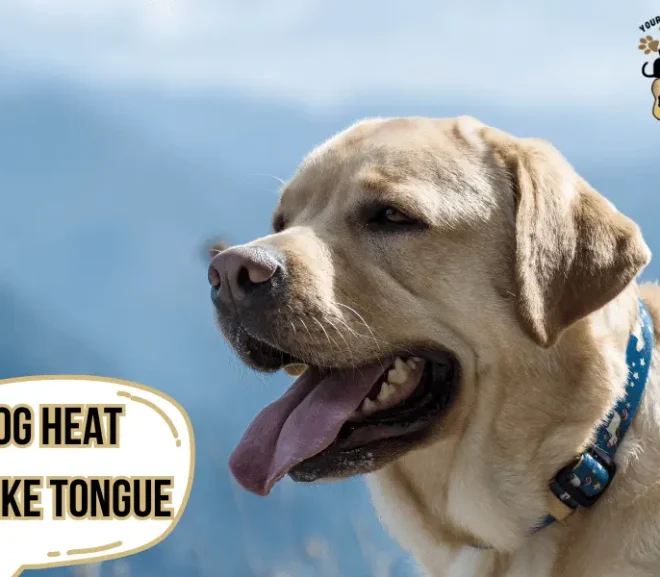 Dog Heat Stroke Tongue: Prevention Tips to Protect Your Pet!