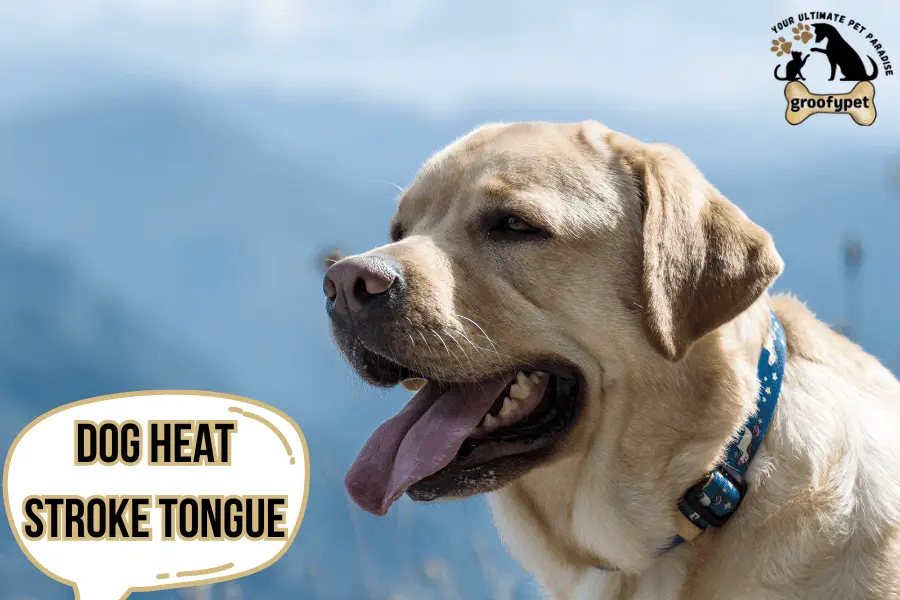dog heat stroke tongue