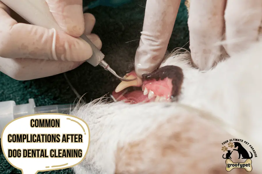 dog dental cleaning before and after