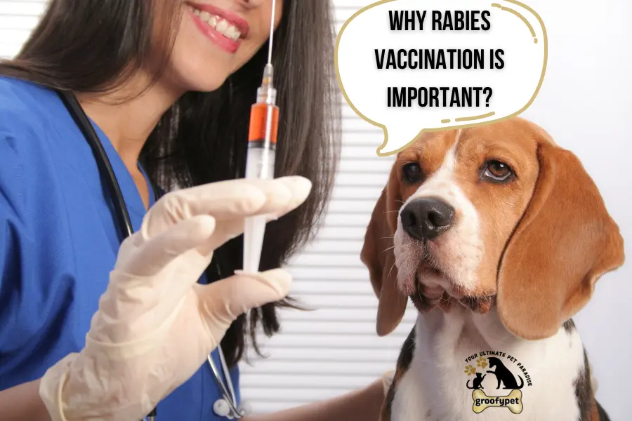 dog aggressive after rabies shot