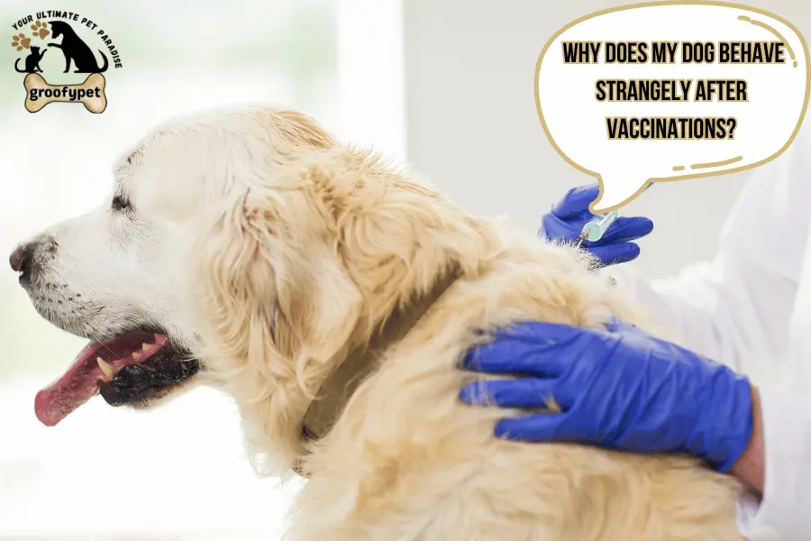 dog having trouble walking after shots