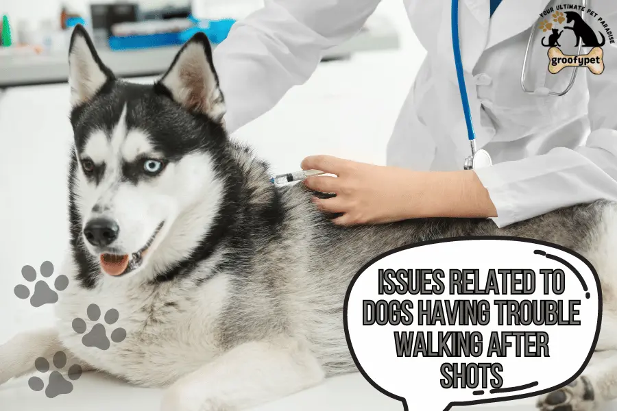 dog having trouble walking after shots