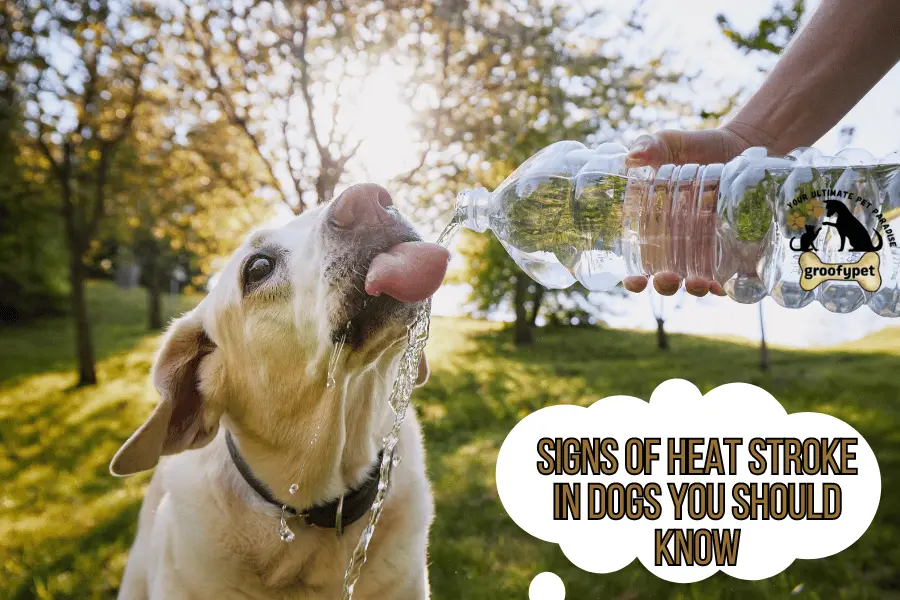 dog heat stroke tongue