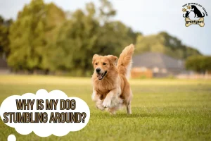why is my dog stumbling around?