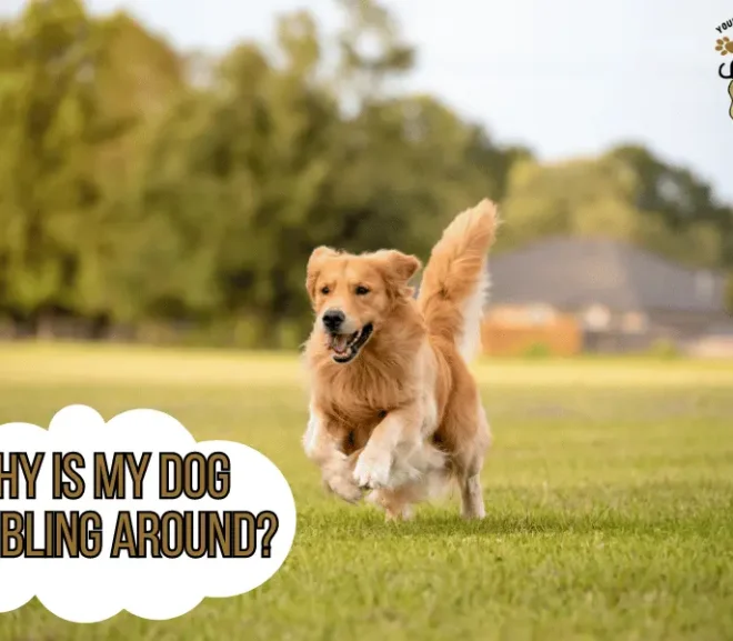 Why Is My Dog Stumbling Around? Discover Shocking Reasons!