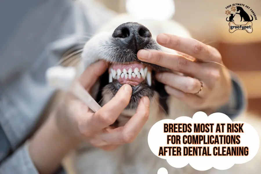 dog dental cleaning before and after