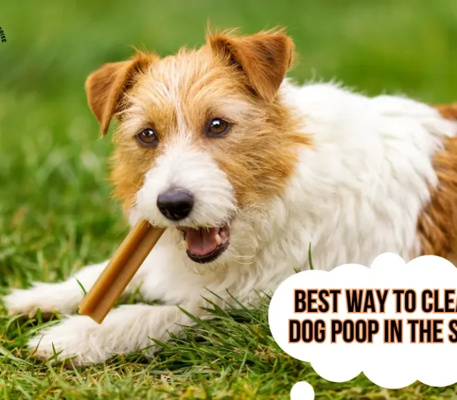 Best Way To Clean Up Dog Poop In The Spring:Clean Yard Tips