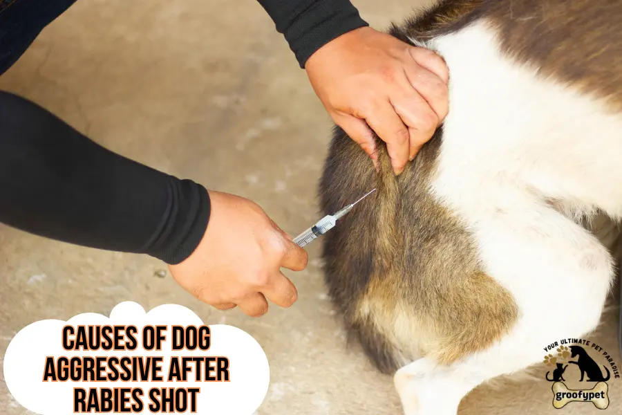 dog aggressive after rabies shot
