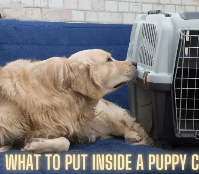 What to Put Inside a Puppy Crate For Comfort and Security