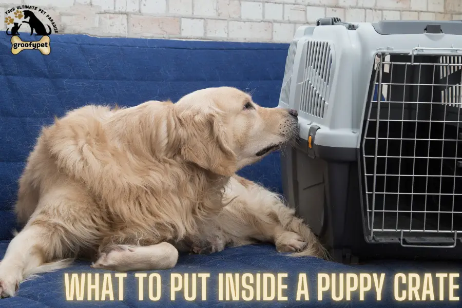 What to put inside a puppy crate