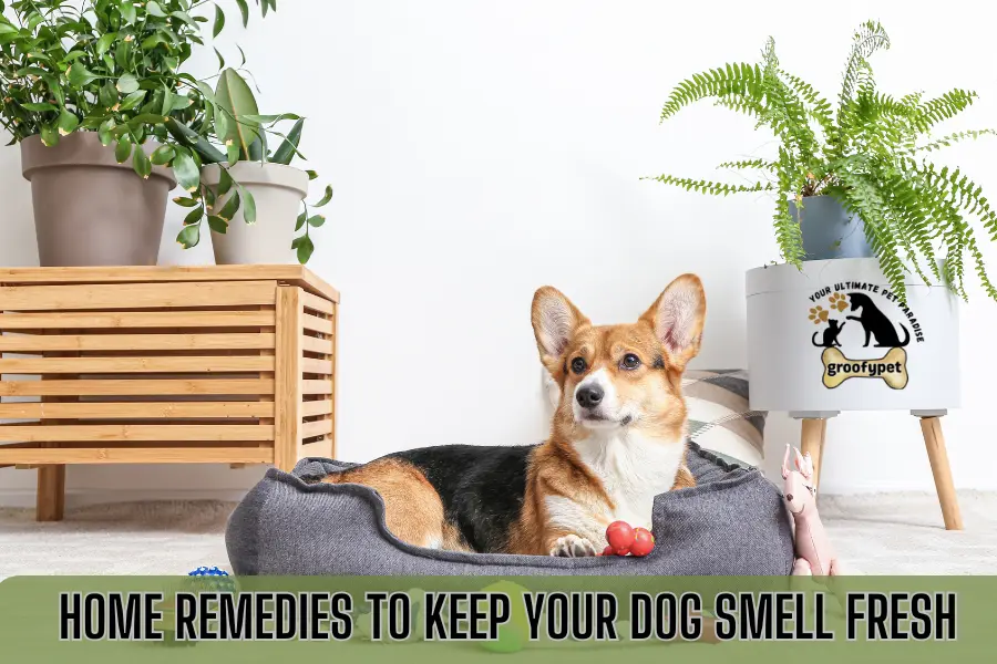 how to keep my dog smelling good between baths