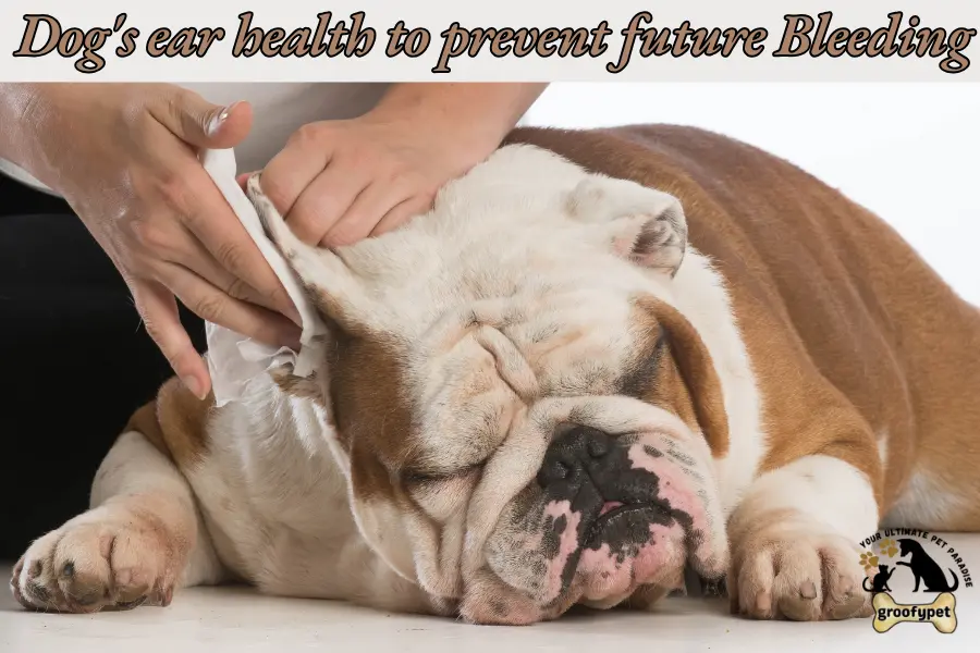 dog ear bleeding