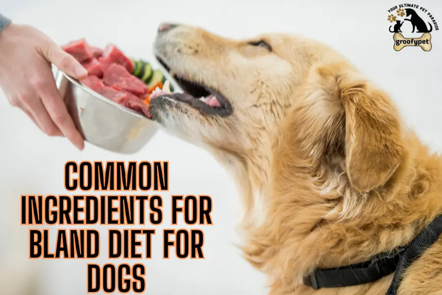 dog on bland diet not pooping