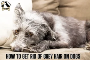 how to get rid of grey hair on dogs