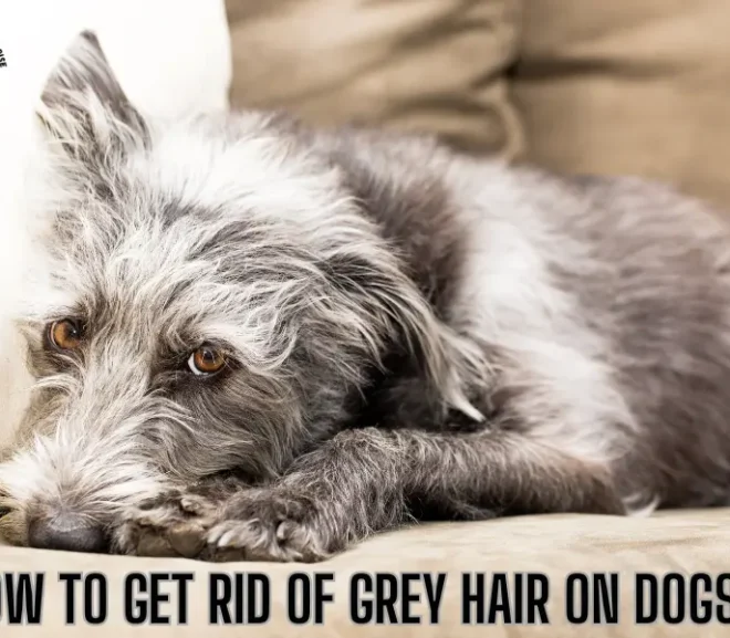 How to Get Rid of Grey Hair on Dogs with Natural and Loving Care!