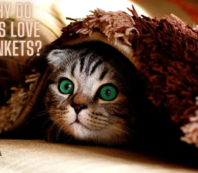 Why Do Cats Love Blankets? The Surprising Answer You’ll Love!