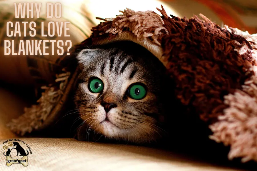 Why Do Cats Love Blankets?